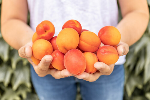 Lebensmittelpunkt Efi