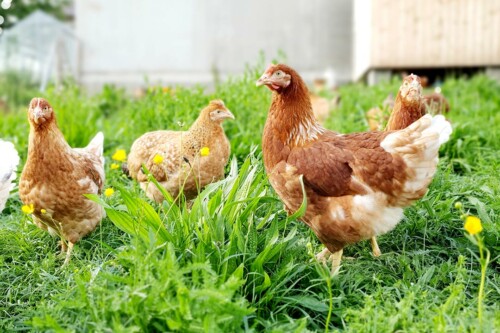 Lebensmittelpunkt Efi