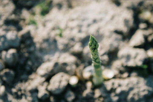 Lebensmittelpunkt Efi